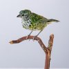 New in the collection – stuffed Spotted tanager